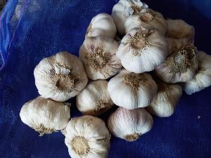 fresh garlic