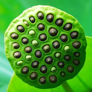 lotus seeds