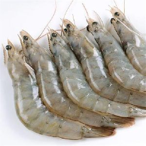 Fresh Vannamei Shrimp
