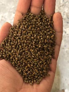 Indian Cassia Tora Seed