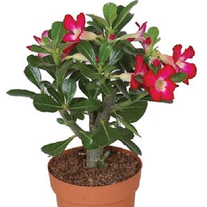 Fresh Adenium Flower