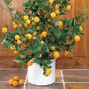 Grapefruit Plant