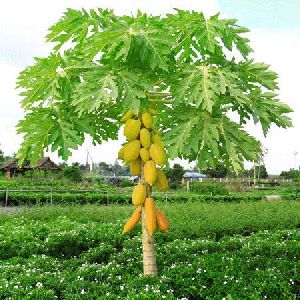 Papaya Plant