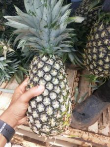 Tropical Fruits