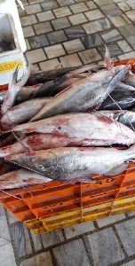 Tengra fish supplier