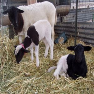 BEST BREED Dorper Sheeps and Lambs For Sale