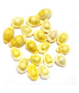 Polished Yellow Cowrie Shells