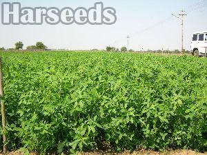 Barsim Grass Seeds