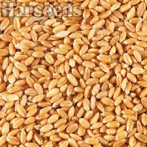 Kudrat 13 Wheat Seeds