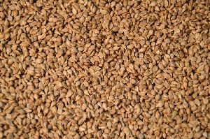 Brown Top Millet Seeds