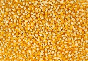 yellow maize seeds