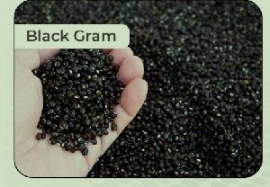 Black Gram
