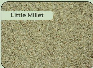 Little Millet Seeds