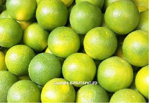 Mosambi (Sweet Lime) Maharashtra