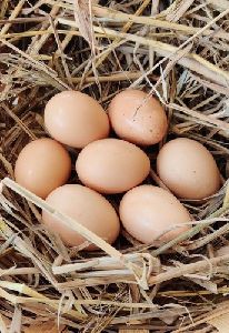 Fertile Kadaknath Egg