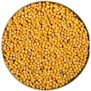 yellow mustard seeds