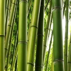 Bamboo Extract 70%