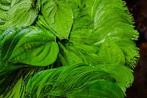 Green fresh betel leaves