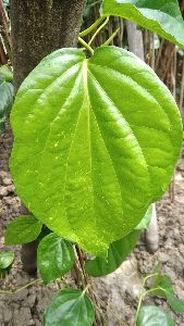 Fresh betel leves plants