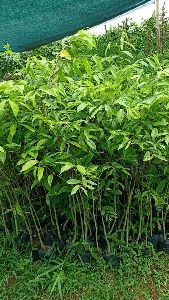 agarwood plants