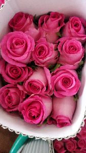 Fresh Cut Roses Fresh Pink Rose