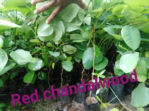 red sandalwood plant