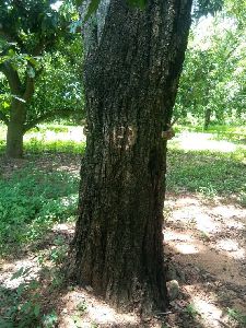 Red Sandalwood Tree