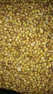 coriander seeds