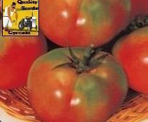 F1 Laxmi Tomato Seeds