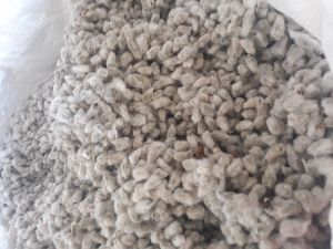 Cooton seed for animals feed