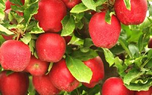 Fresh Himachal Apples