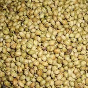 coriander seeds