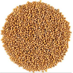 yellow mustard seeds