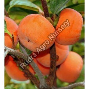 Persimmon Plant