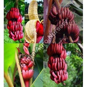 Exotic Fruit Plants