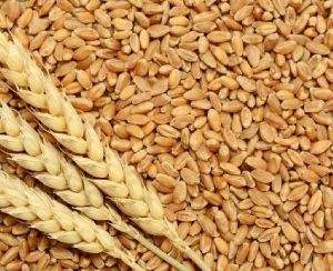 Brown Wheat Seeds