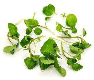 Organic Fresh Watercress, For Good Nutritions, Good Health, Packaging Type : Plastic Packet