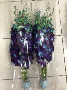Blue Orchid Flower