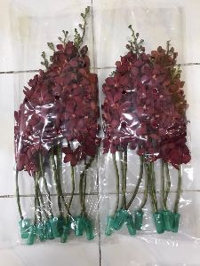 Red Mokara Orchid Flower