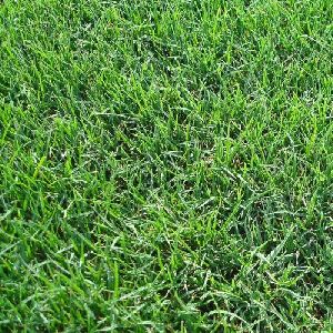 bermuda lawn grass