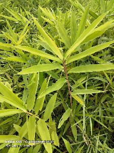 Moso bamboo plants