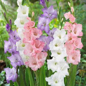 Fresh Gladiolus Flower