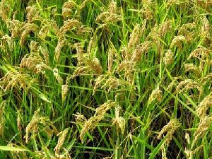 Krishna Kaveri 2022 Rice Seeds