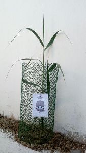 Plastic Mesh Tree Guard