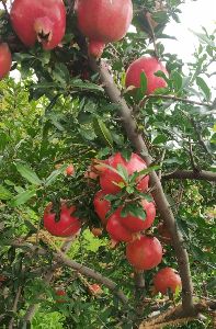 fresh pomegranate