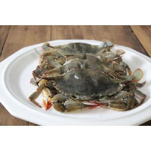Shell Crab