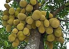 Green  jackfruit