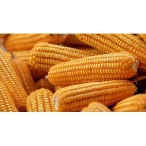 dried corn