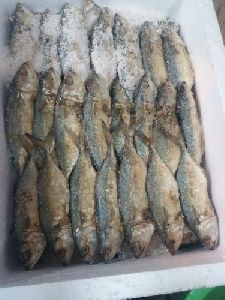 Dry Bangda Fish