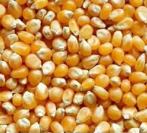 yellow maize